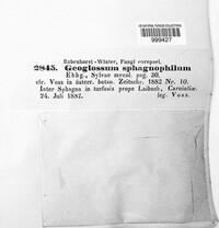 Geoglossum glabrum image